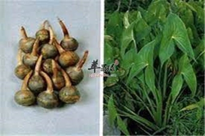 Giải độc bằng vị thuốc sơn từ cô